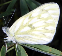 Pontia occidentalis