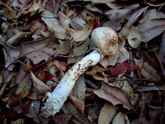 Tricholoma dulciolens