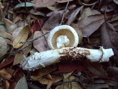 Tricholoma dulciolens
