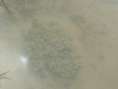 Nitella hyalina