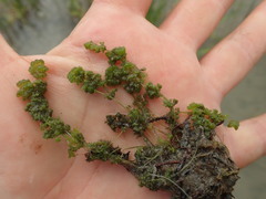 Nitella hyalina