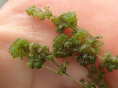 Nitella hyalina