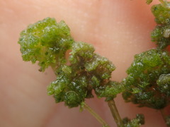 Nitella hyalina