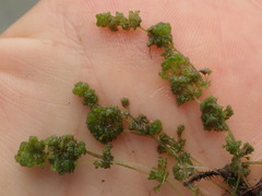Nitella hyalina