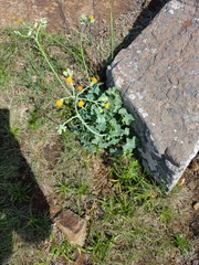 Senecio oxyriifolius