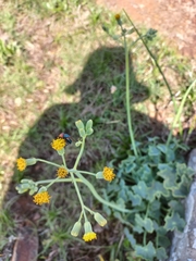 Senecio oxyriifolius