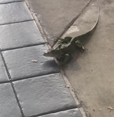 Iguana iguana