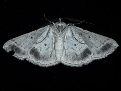 Syneora euboliaria