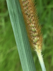 Setaria sphacelata
