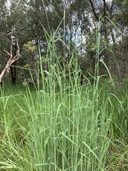 Setaria sphacelata