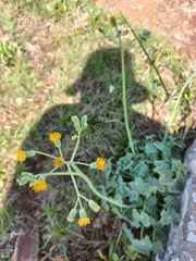 Senecio oxyriifolius