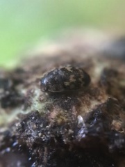 Litargus