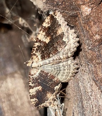 Triphosa
