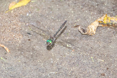 Hemicordulia armstrongi