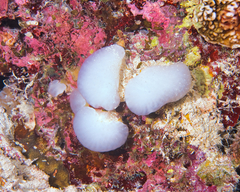 Polycitoridae