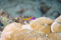 Mirolabrichthys evansi