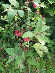 Cestrum fasciculatum