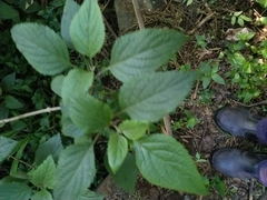 Plectranthus ciliatus