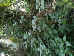Plectranthus ciliatus