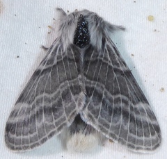 Tolype distincta