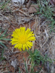 Felicia mossamedensis