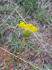 Felicia mossamedensis