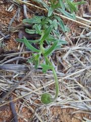 Felicia mossamedensis