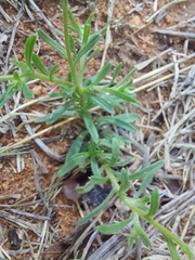 Felicia mossamedensis