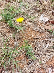 Felicia mossamedensis