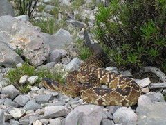 Crotalus molossus nigrescens