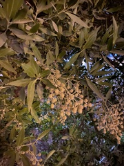 Conocarpus lancifolius