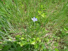 Sisyrinchium pruinosum