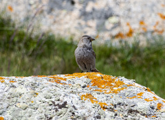 Leucosticte brandti