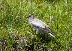 Leucosticte brandti