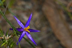 Calectasia intermedia