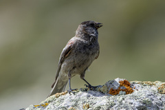 Leucosticte brandti