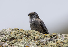 Leucosticte brandti