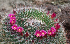 Mammillaria