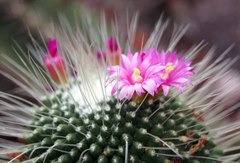 Mammillaria