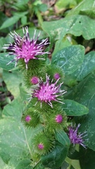Arctium