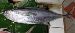 Thunnus
