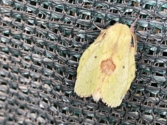 Trabala charon