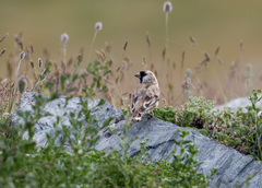 Montifringilla davidiana