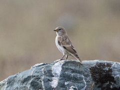 Montifringilla davidiana