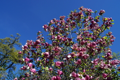 Magnolia