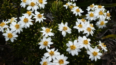 Olearia ledifolia