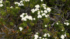 Olearia ledifolia