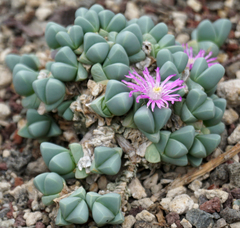 Gibbaeum petrense