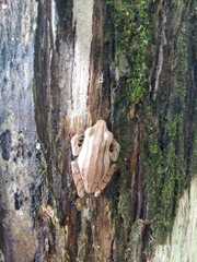 Polypedates leucomystax