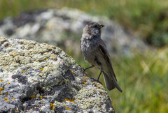 Leucosticte brandti